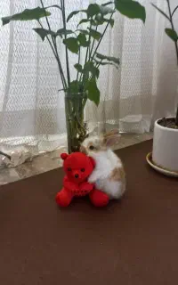 خرگوش