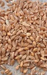 جو و گندم