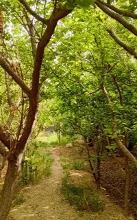 اجاره میوه باغات با کارگران مجرب