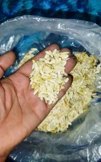 بذره خیار چنبر