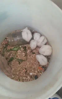 همستر ه موش کوچولو