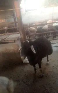 قوچ قره چال درجه 1