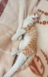 بچه گربه