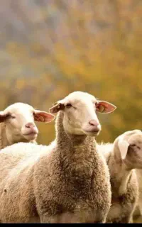 مناسب برای گوشت خانه قربانی عقیقه تولد نوزادو۰۰۰