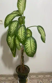 گل و گیاه طبیعی خانگی