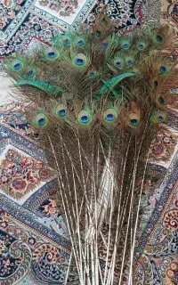 پر طاووس
