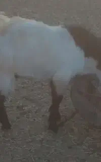 3 تا بزغاله نر مری
