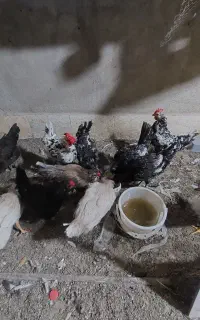 مرغ و خروس گلین