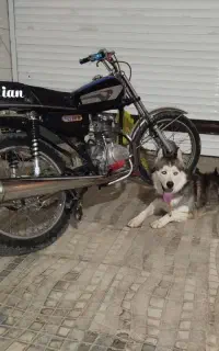 سگ هاسکی