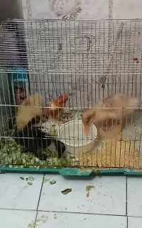 سه عدد جوجه اردک بازیگوش با نمک