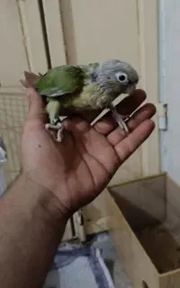 جوجه گرینچیک