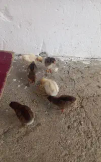 جوجه محلی