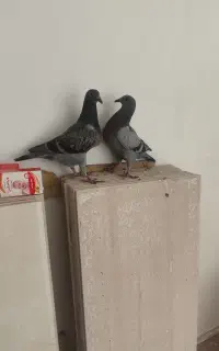 جوجه کبوتر دوبر