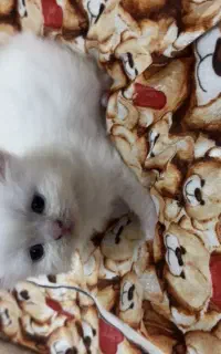 واگذاری. غ ی. ر. ر ا. گربه پرشین