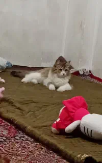گربه ی خوشگل توافقی