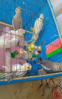 عروس هلندی سال