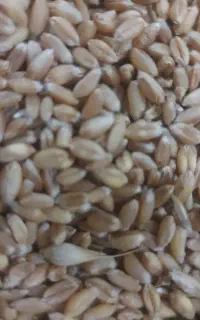 گندم بذری LG5 کاشته شده در اردبیل روستای نیار