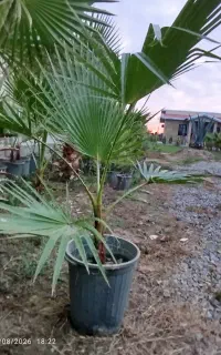 پالم واشنگتن تنه قرمز اصل