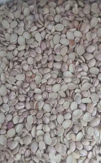 لوبیاچیتی ولپه