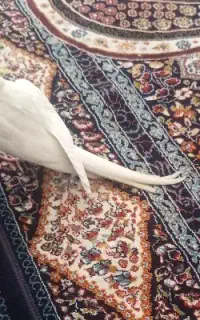 فروش عروس هلندی