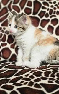 واگذاری رایگان گربه