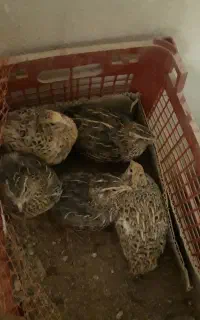 بلدیرچین ماده تخم گزار سالم و سرحال