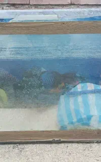 اکواریوم