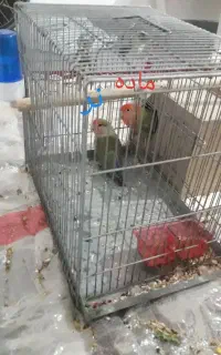 جفت طوطی برزیلی مولد