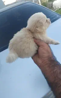 توله پامرانین عروسکی