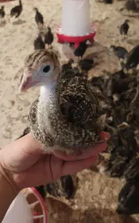 جوجه بوقلمون برنز