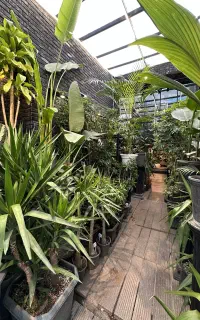 استخدام فوری متخصص گیاهان آپارتمانی