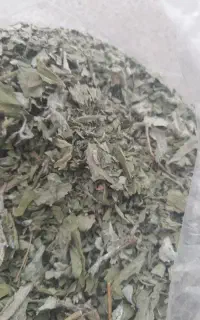 پونه امسالی
