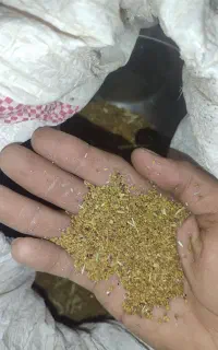 بذر یونجه فروشی
