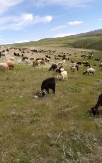 پخش   دام  بهداشتی