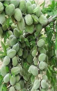 تولید و فروش انواع نهال اصلاح شده دوساله تا ۵ ساله