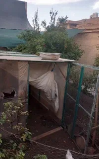 قفس مرغ وکفتر و