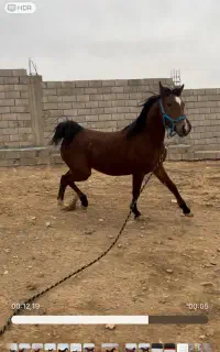 اسب کره مادیان درهشوری