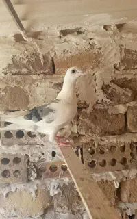 یازده عدد کبوتر فروشی کلّی