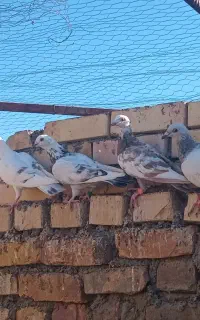 ۶ تا کفتر