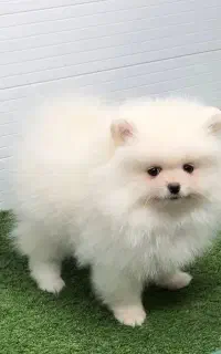 نیازمند کار