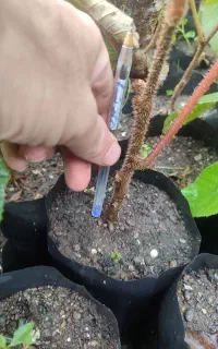 نهال کیوی تلخ(بدون قلم) با بذر خیاری