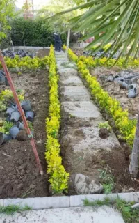 خدمات باغبانی باغچه کاری تعویض خاک گلدان کاشت گل