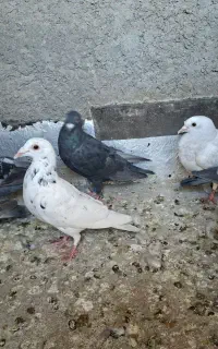 ۸ساعت