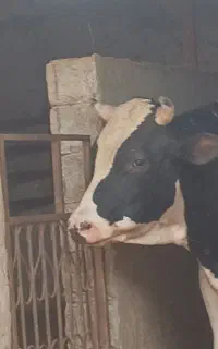 گوساله