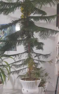 گل منطق