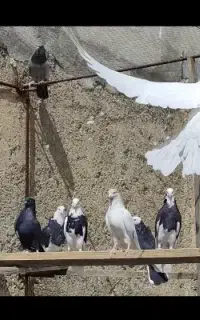 ۳۰عددکفتر‌تهرانی‌پرشی