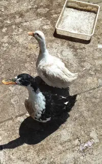 اردک