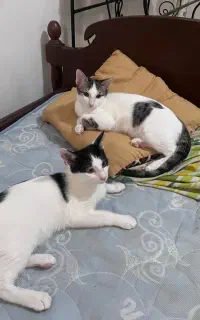 واگذاری دو بچه گربه سه ماه نر