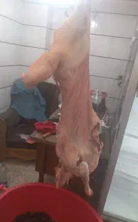 قصابی گوشت بره