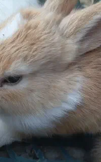 بچه خرگوش